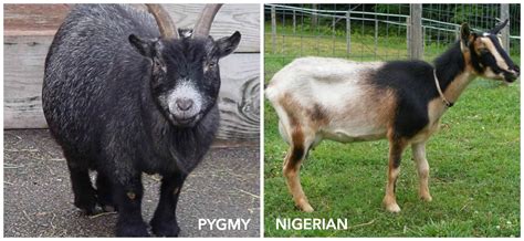 nigerian dwarf goats vs pygmy goats